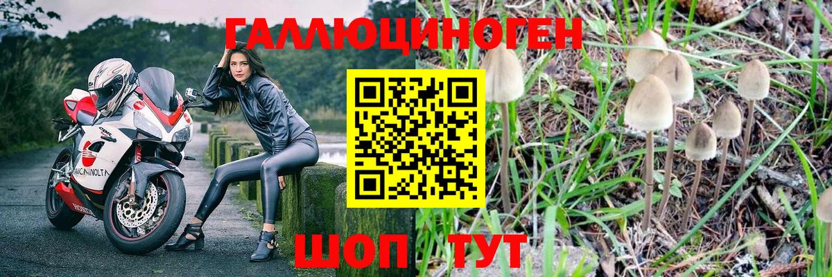 Галлюциногенные грибы Psilocybe Абинск